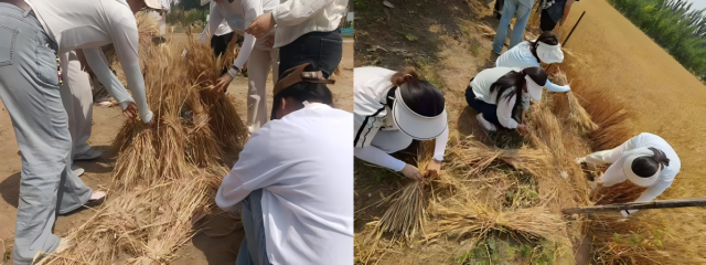 20250611174961384847106297.png WPS拼图0.png